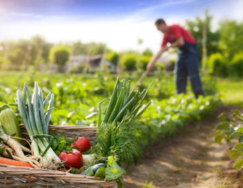 Close up of basket of fresh produce with a garden in the background