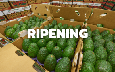 Ripening