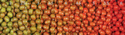 Tomatoes in various stages of ripening, from green to bright red