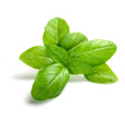 Fresh Basil