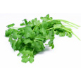 Fresh Cilantro