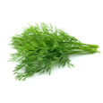 Fresh Dill