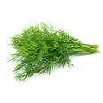 Fresh Dill