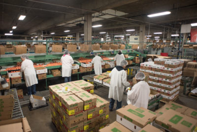 Workers in white lab coats surrounded by produce boxes