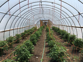 Gardening hoop houses with rows of kale