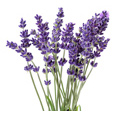 Fresh Lavender