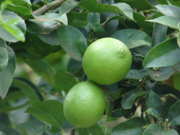 Two bright green limes on a leafy lime tree