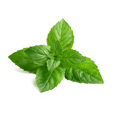 Fresh mint leaves