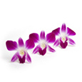 Fresh edible purple orchids