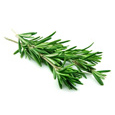 Rosemary