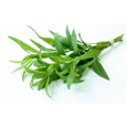 Fresh tarragon leaves