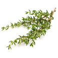 Fresh bundle of thyme