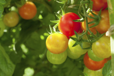 Multicolored tomatoes on the vine
