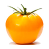 One bright yellow tomato