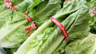 Bundles of romaine lettuce from Gordon Fresh