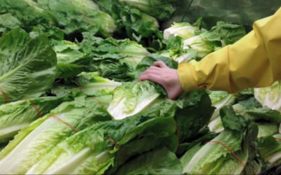 California farm linked to romaine lettuce E.coli outbreak recalls additional produce