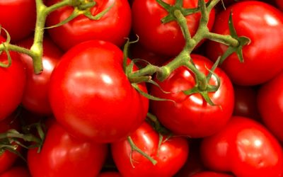 Tomato Talk & More