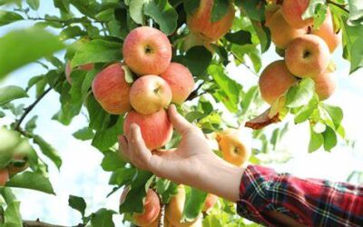 When to pick apples: A harvest season guide